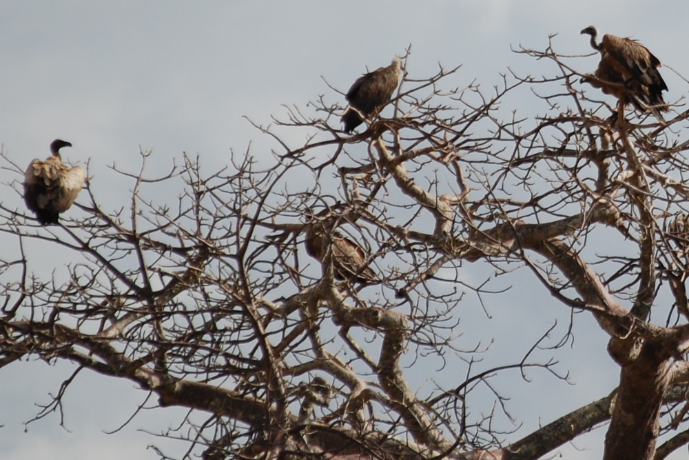 Tanzania - Grifone dorsobianco africano (Gyps africanus)